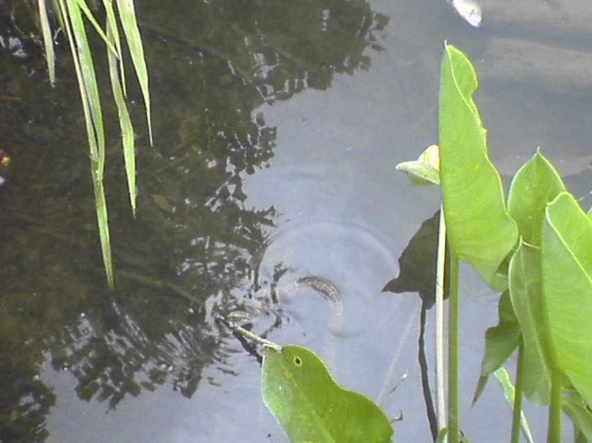 DSC02125.JPG