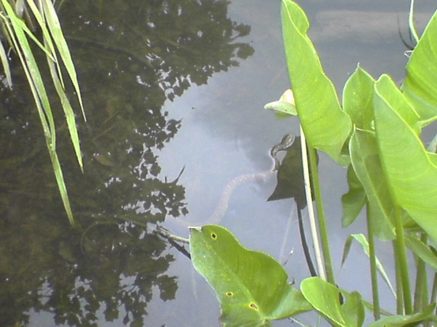 DSC02126.JPG