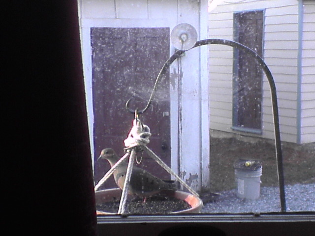 Mourning Dove