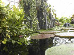 Inside Conservatory