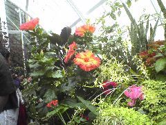 Inside Conservatory