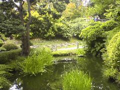 Japenese Tea Garden
