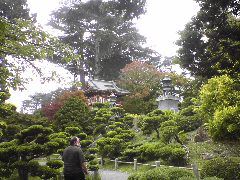 Japenese Tea Garden