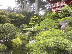 Japenese Tea Garden