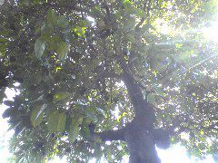 tree