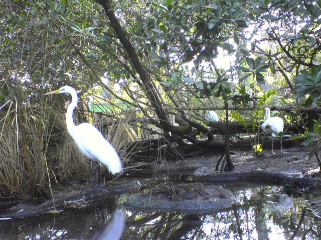 Ibis at Tampa Aquarium