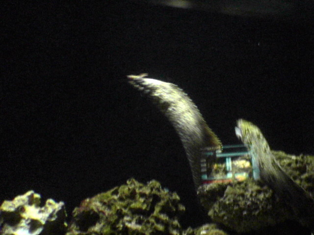Eels