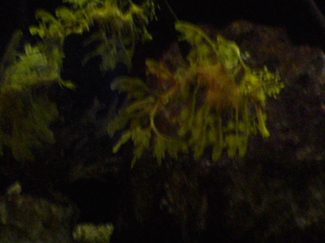 Sea dragon