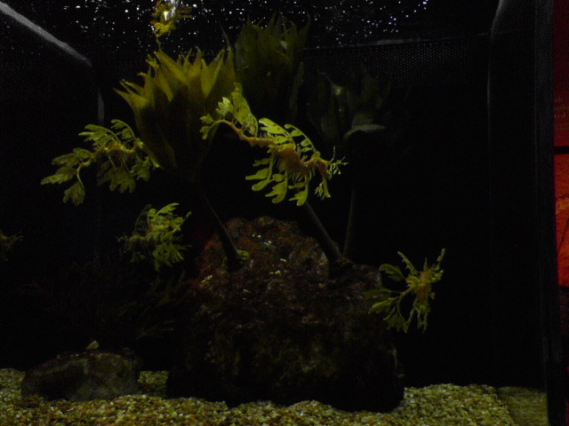 Sea dragon