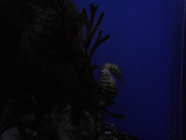 Sea horse