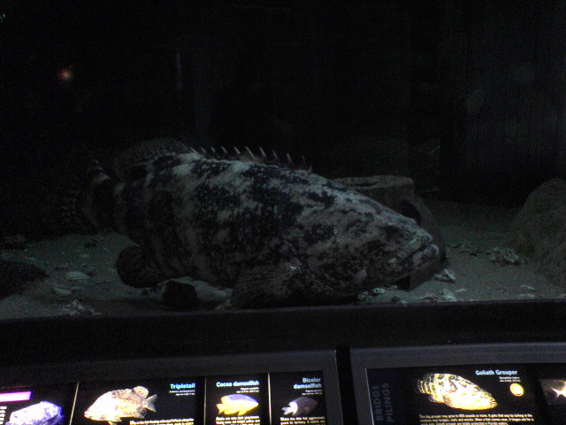 Goliath Grouper