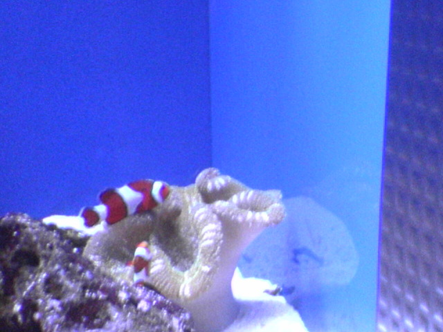 Clown fish & anemone