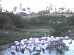 Flamingos