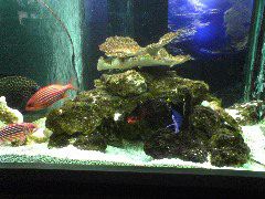 Aquarium at St. Petersburg