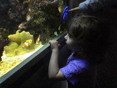 Amber looking at fish