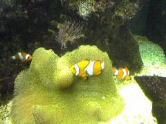"Nemo"