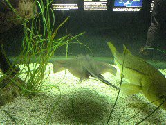 Stingray