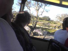 Zebras on Safari Ride at Busch Gardens