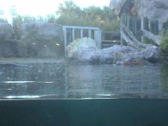 Hippo