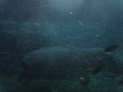 Hippo