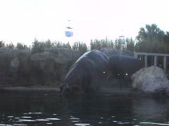 Hippos