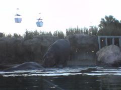 Hippos