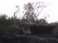 Lioness