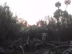 Vulture