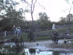 Vulture? & Other birds