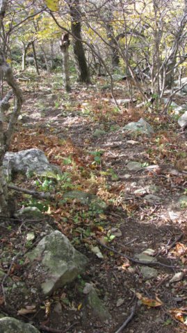 thismustbethepathtotheappalachiantrail.jpg
