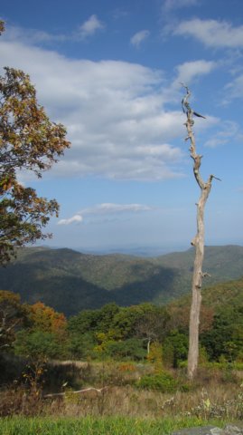 viewfromadeadtreeontheskylinedr.jpg