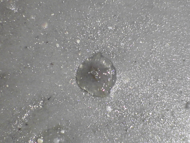 DSC01861.JPG