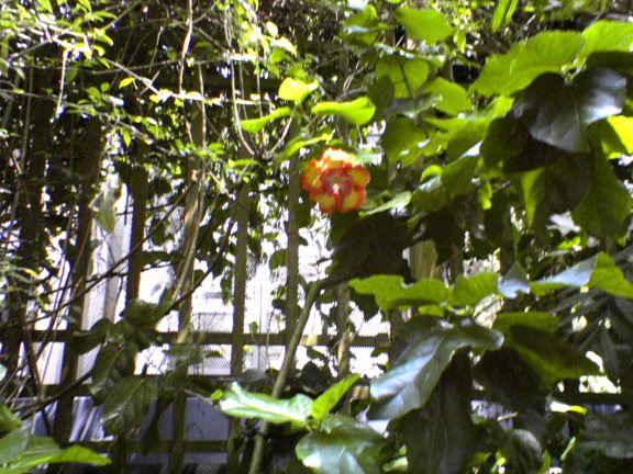 real-flower