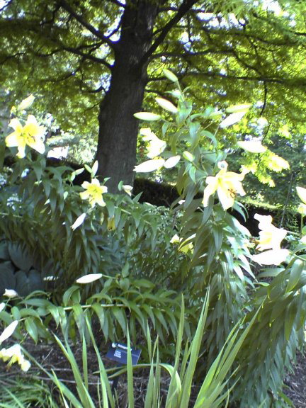 lilies