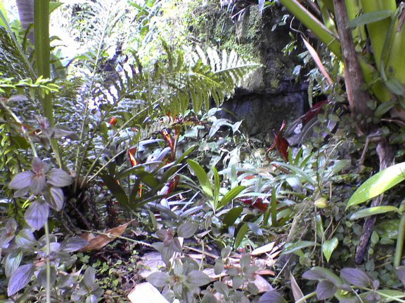 garden3