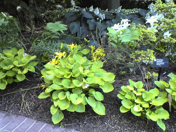 hostas