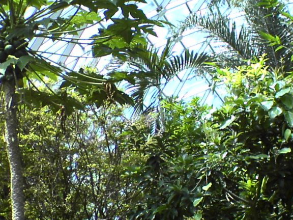 trees
