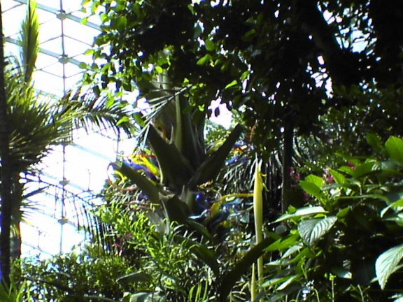 glass-garden1