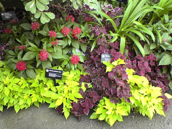 garden7