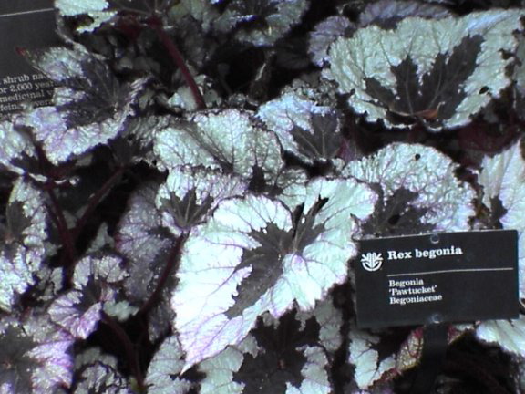 begonia