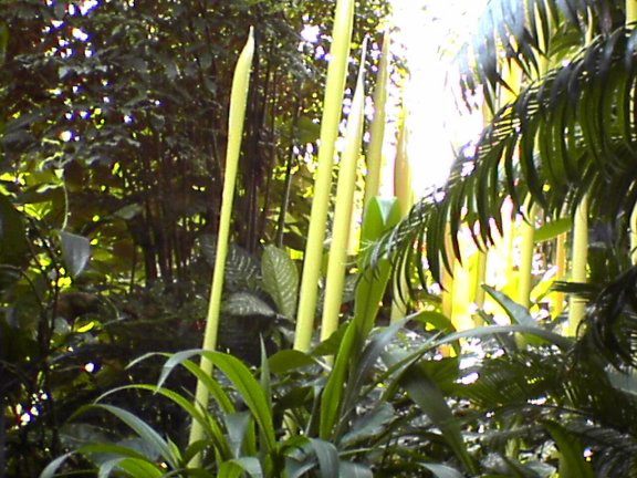 glass-garden