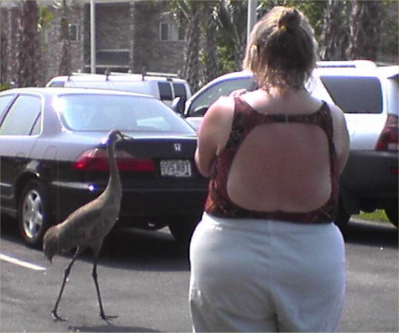 heron-June4