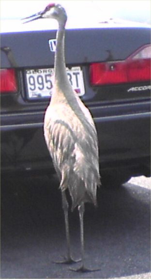 heron3