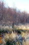 The Grasses