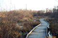 Boardwalk Over Swamp