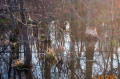 Gnawed By Beavers