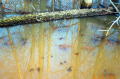 Frogs In Water