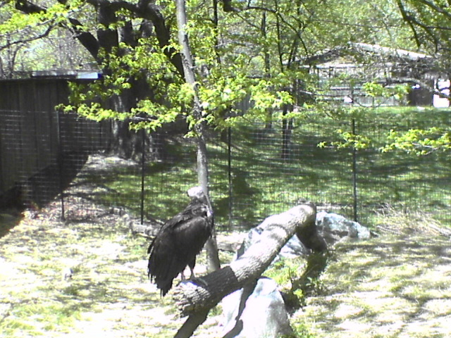 Vulture