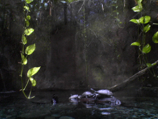 Turtles