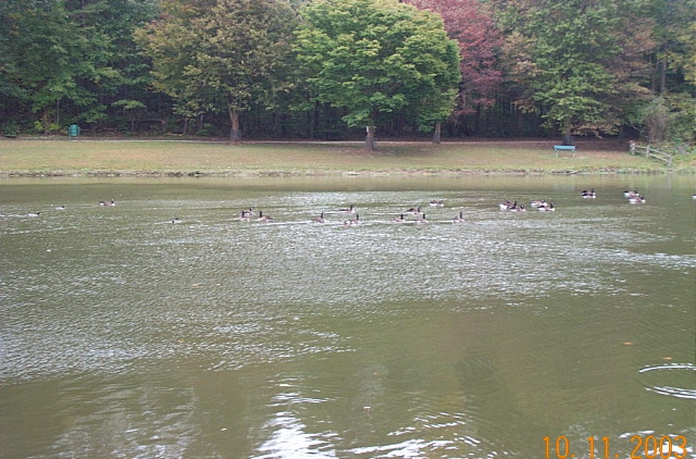 Geese